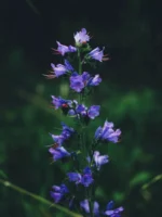 زهرة لسان الثور