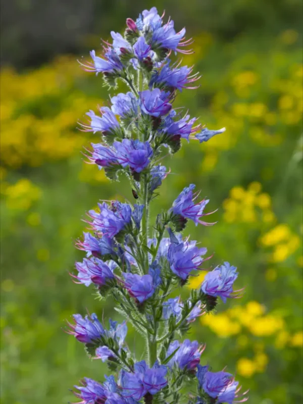 زهرة لسان الثور