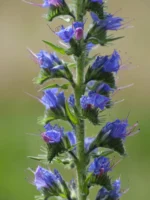 زهرة لسان الثور