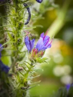 زهرة لسان الثور