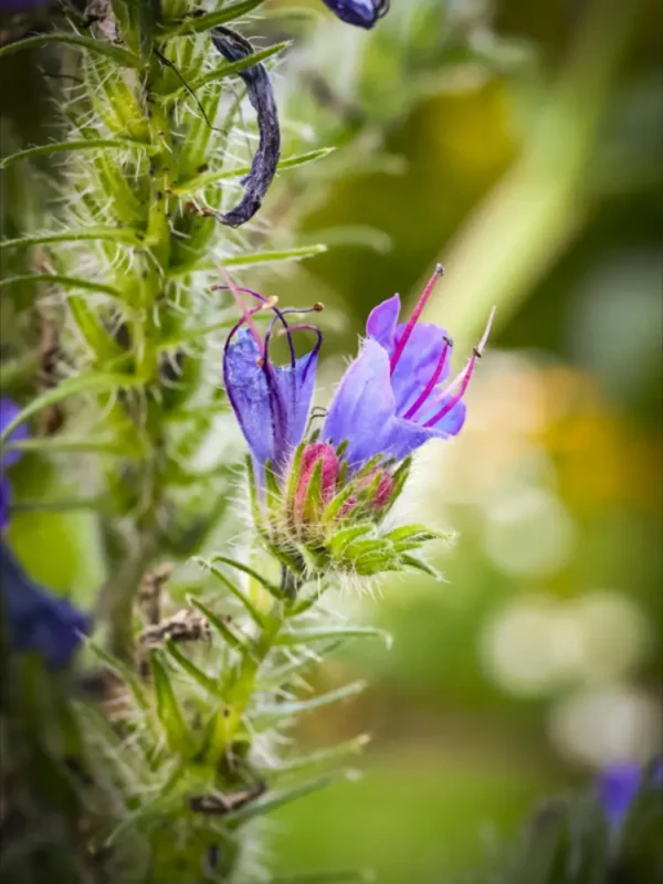 زهرة لسان الثور