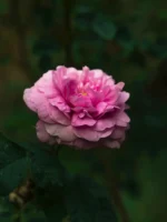 الورد الدمشقي