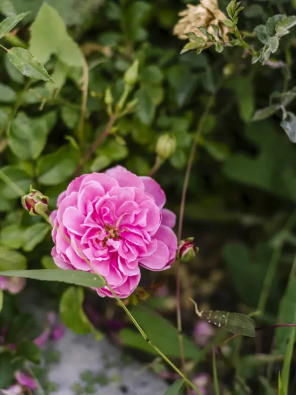 الورد الدمشقي