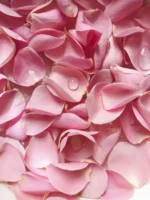 الورد الدمشقي