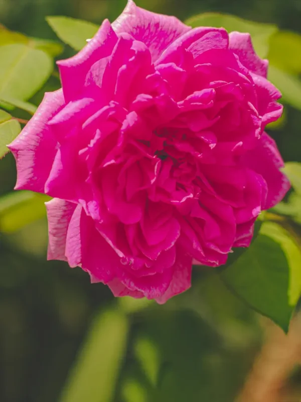 الورد الدمشقي