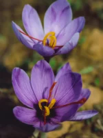 Saffron
