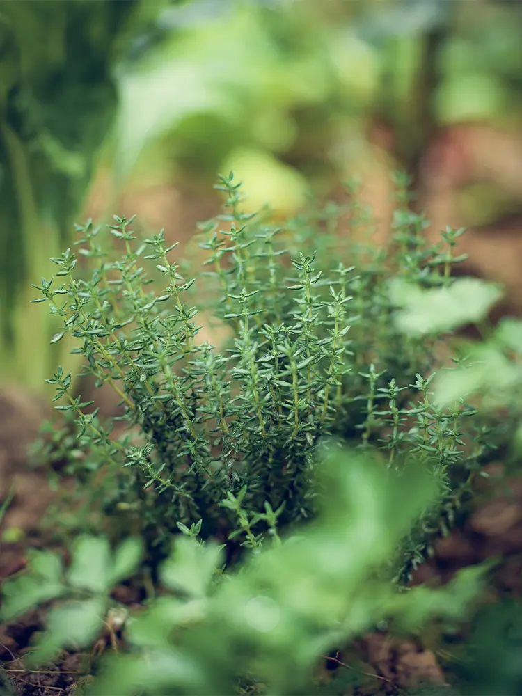 Thyme | Norsage Thyme