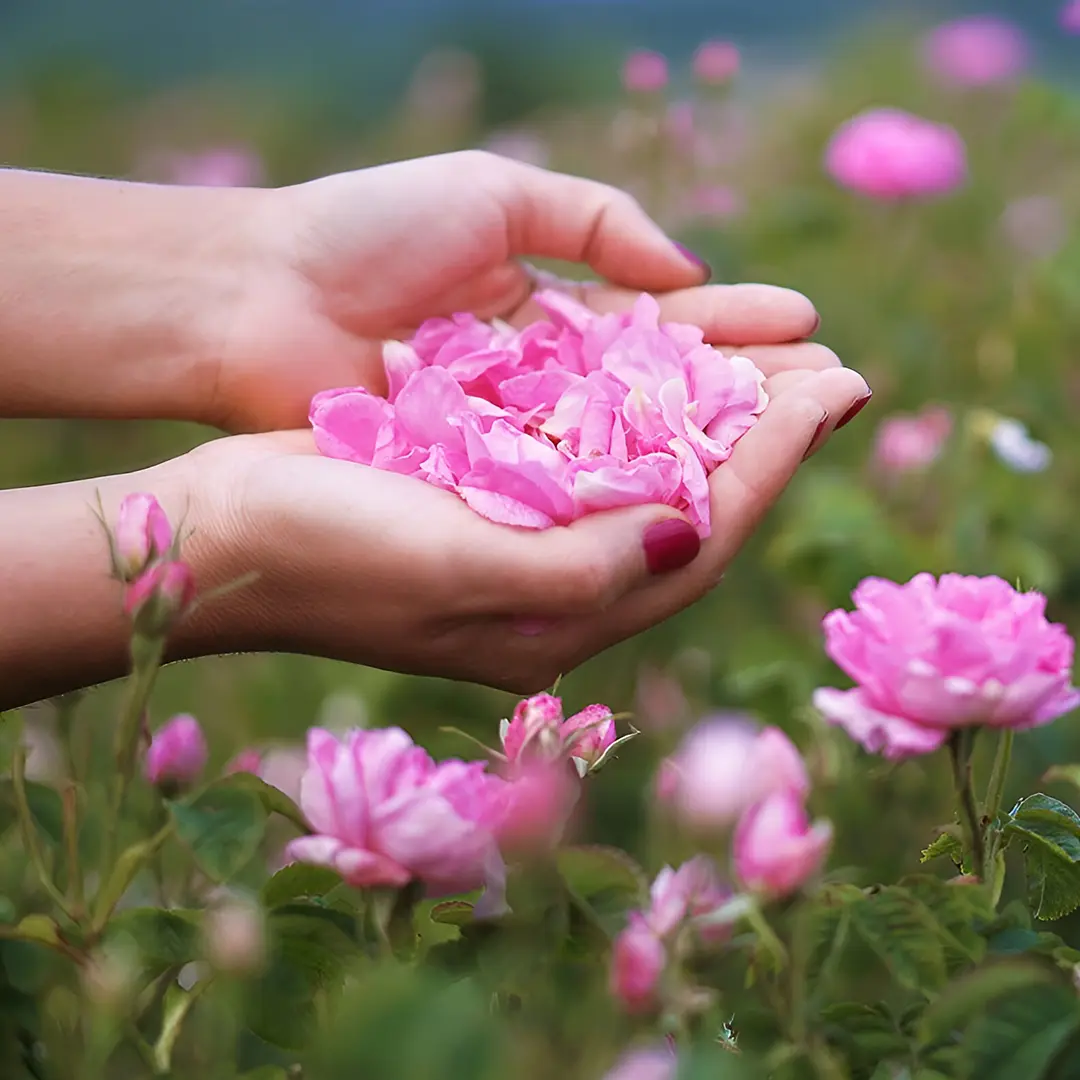 10 Amazing Benefits of Damask Rose That Make It a Global Treasure