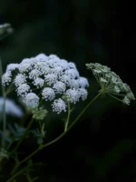 الجُوْلَبَار