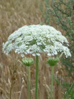 الجُوْلَبَار