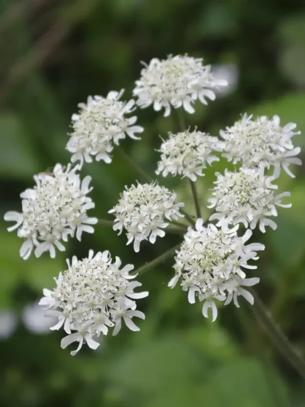 الجُوْلَبَار