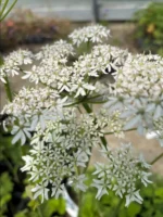 الجُوْلَبَار