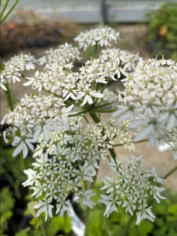 الجُوْلَبَار