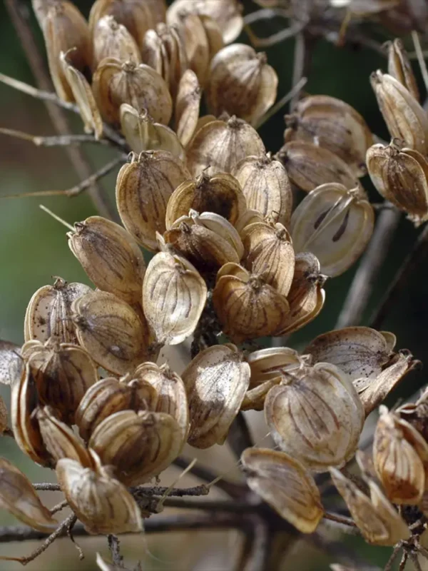 الجُوْلَبَار