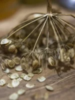 الجُوْلَبَار