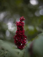 Sumac