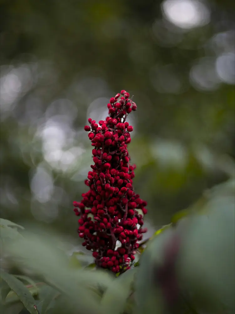 Sumac