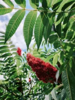 Sumac