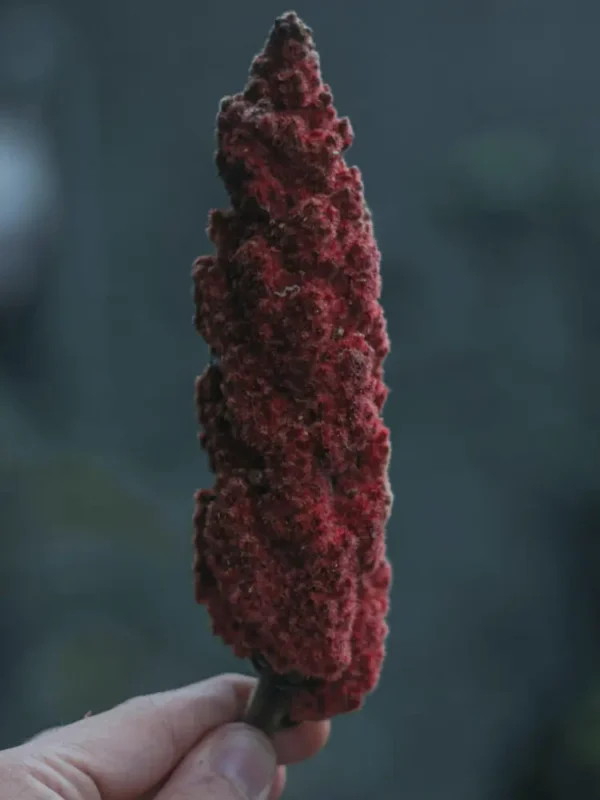 Sumac