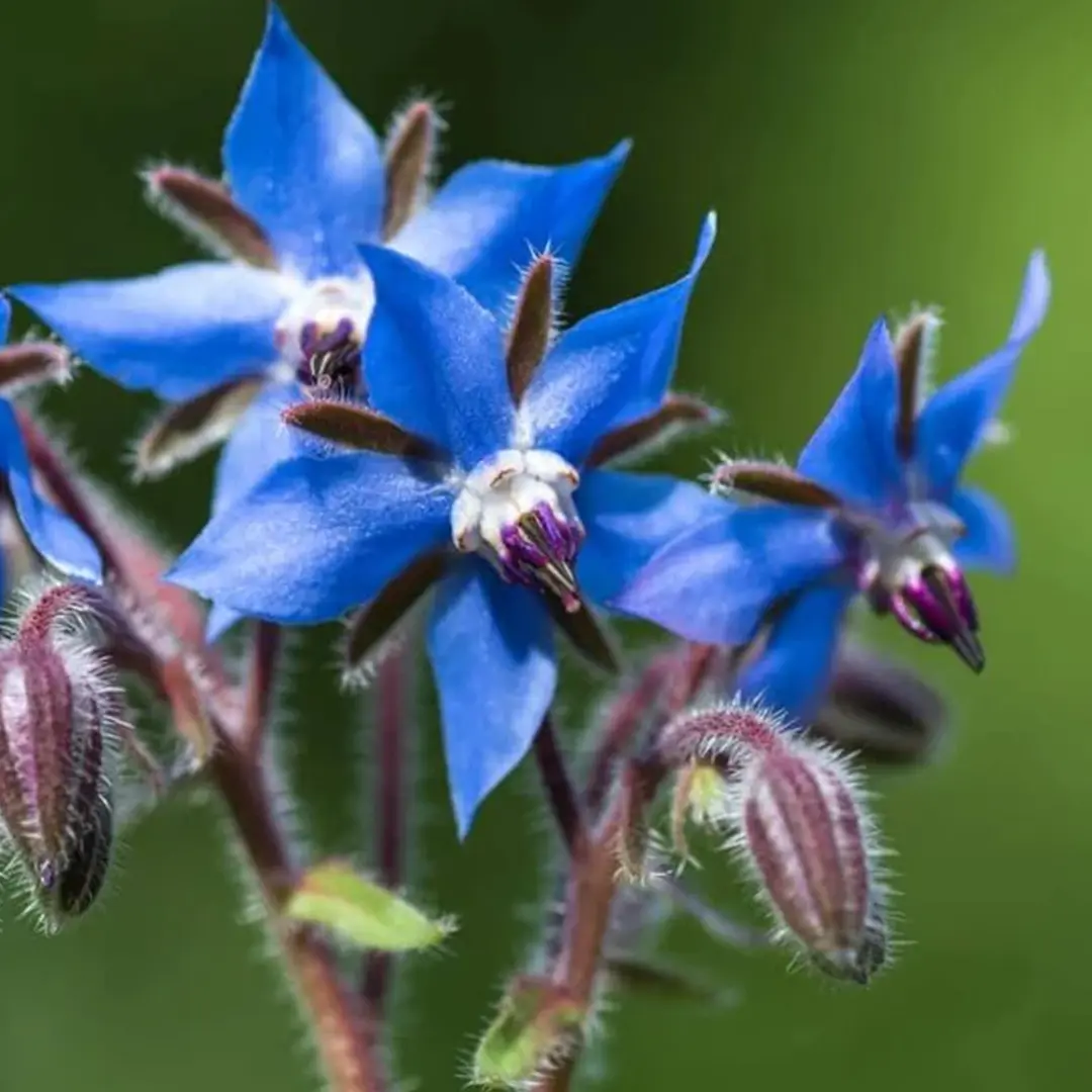 Iranian Borage: A Calming Herb with Global Market Potential