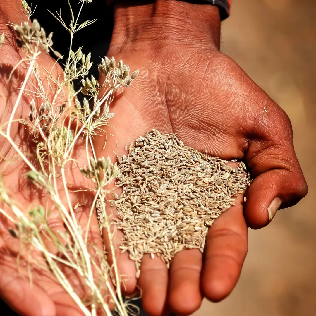 Black and green cumin benefits